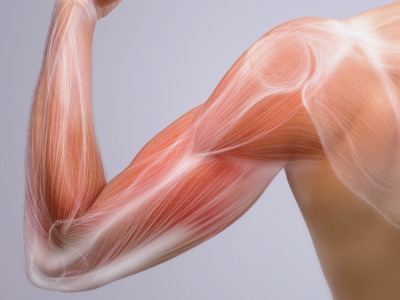 An arm showing muscles